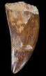 Serrated Carcharodontosaurus Tooth #38295-1